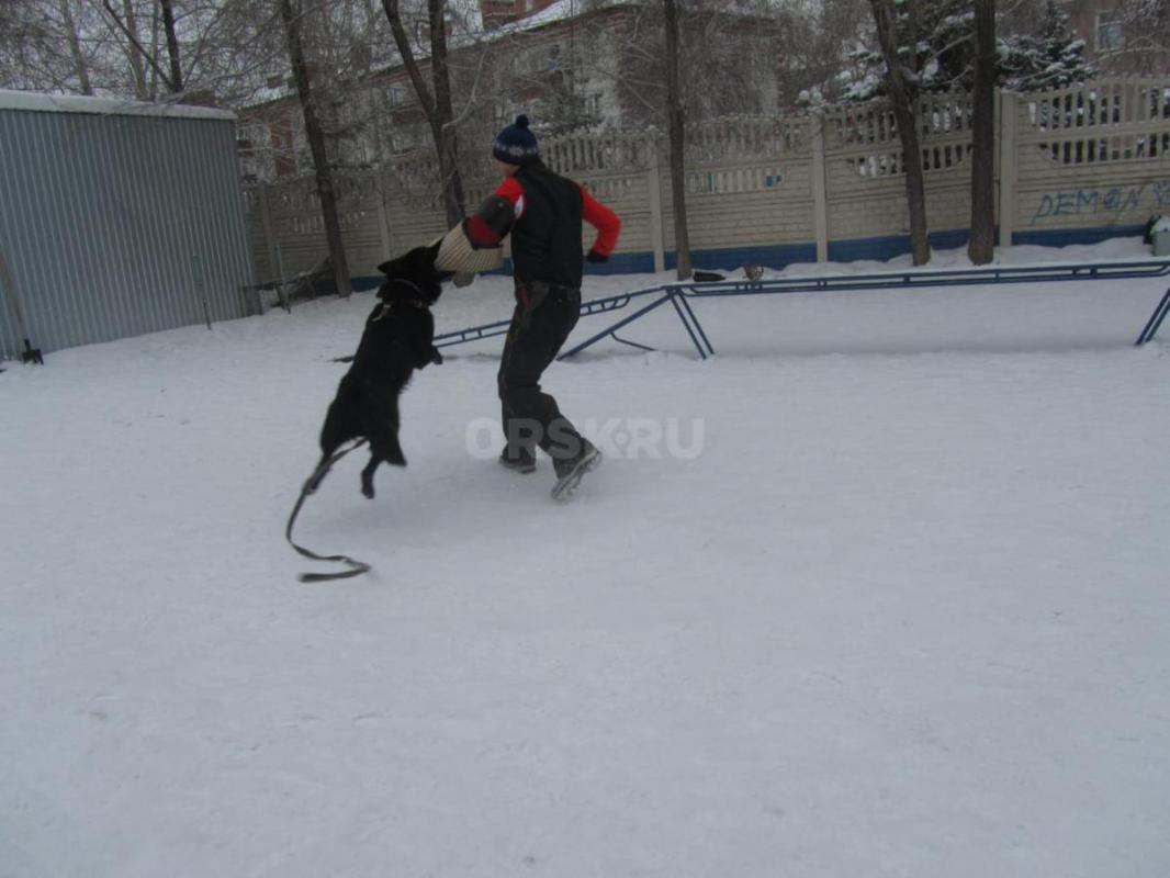 Продам щенков от чистокровных Немецких овчарок. - Орск