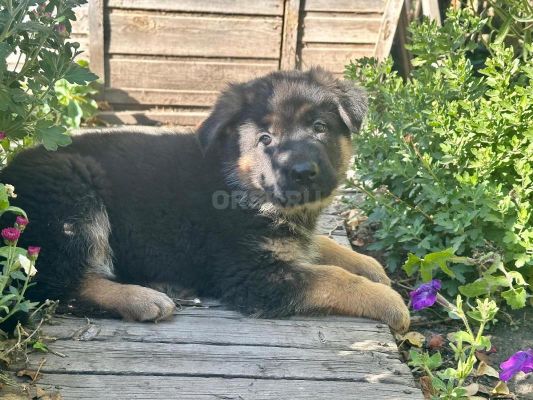 Щенки немецкой овчарки. - Орск