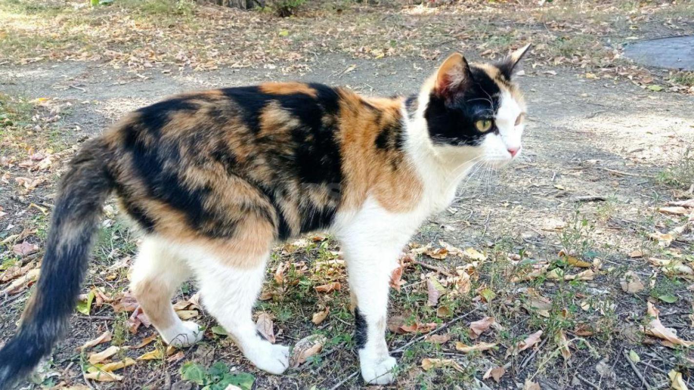 Молодая трехцветная кошечка в добрые надежные руки. - Орск