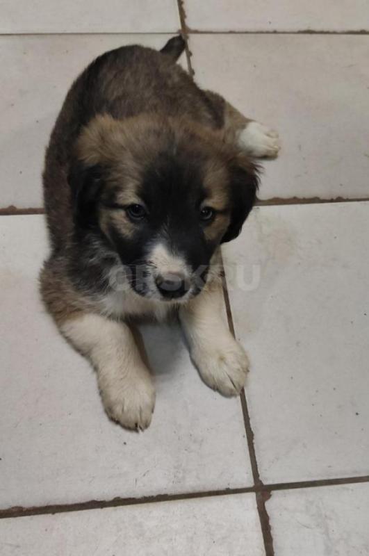 Щенок девочка срочно ищет дом!!! - Орск