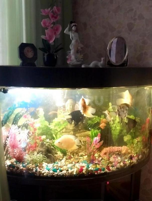 Угловой аквариум с тумбочкой, объем 160 литров, с рыбками (12 штук), компрессором для воздуха, очист - Орск