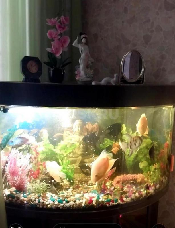 Угловой аквариум с тумбочкой, объем 160 литров, с рыбками (12 штук), компрессором для воздуха, очист - Орск