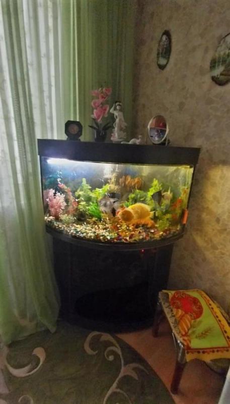 Угловой аквариум с тумбочкой, объем 160 литров, с рыбками (12 штук), компрессором для воздуха, очист - Орск