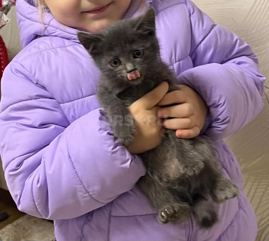 Маленькая кошечка ищет любящих хозяев. - Орск