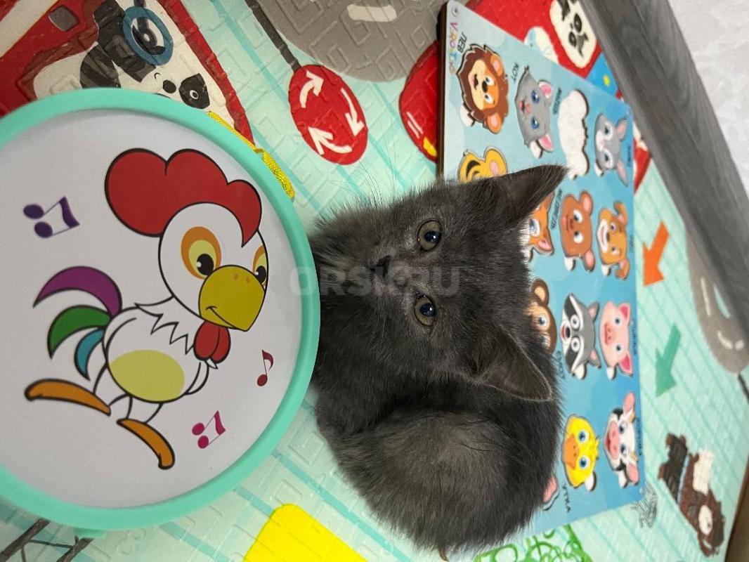 Маленькая кошечка ищет любящих хозяев. - Орск