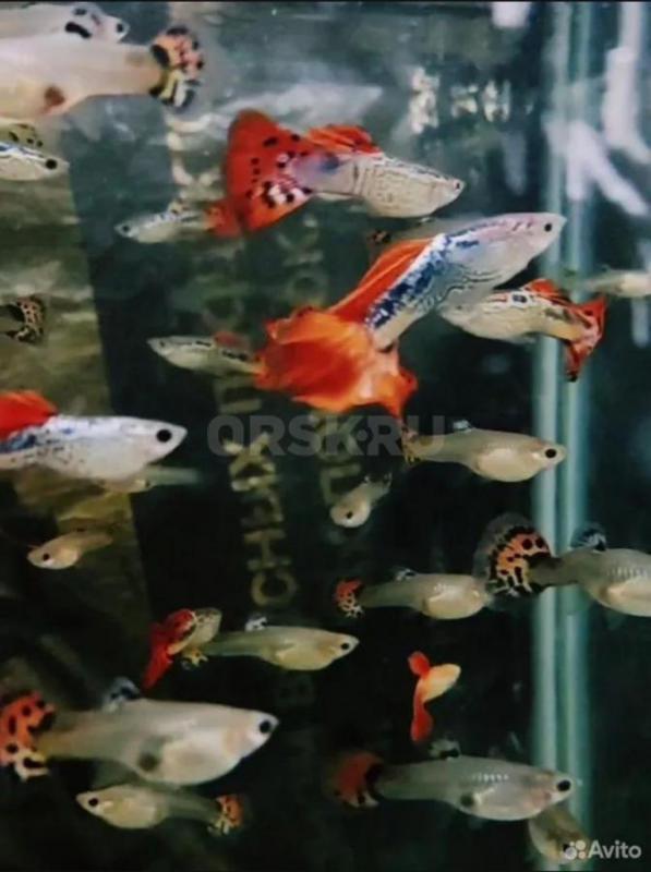 Аквариумная рыбка, аквариумы корма растения  разных видов тернеции 8 цветов 
Скалярии зелра , черны - Орск