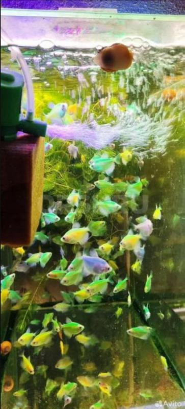 Аквариумная рыбка, аквариумы корма растения  разных видов тернеции 8 цветов 
Скалярии зелра , черны - Орск