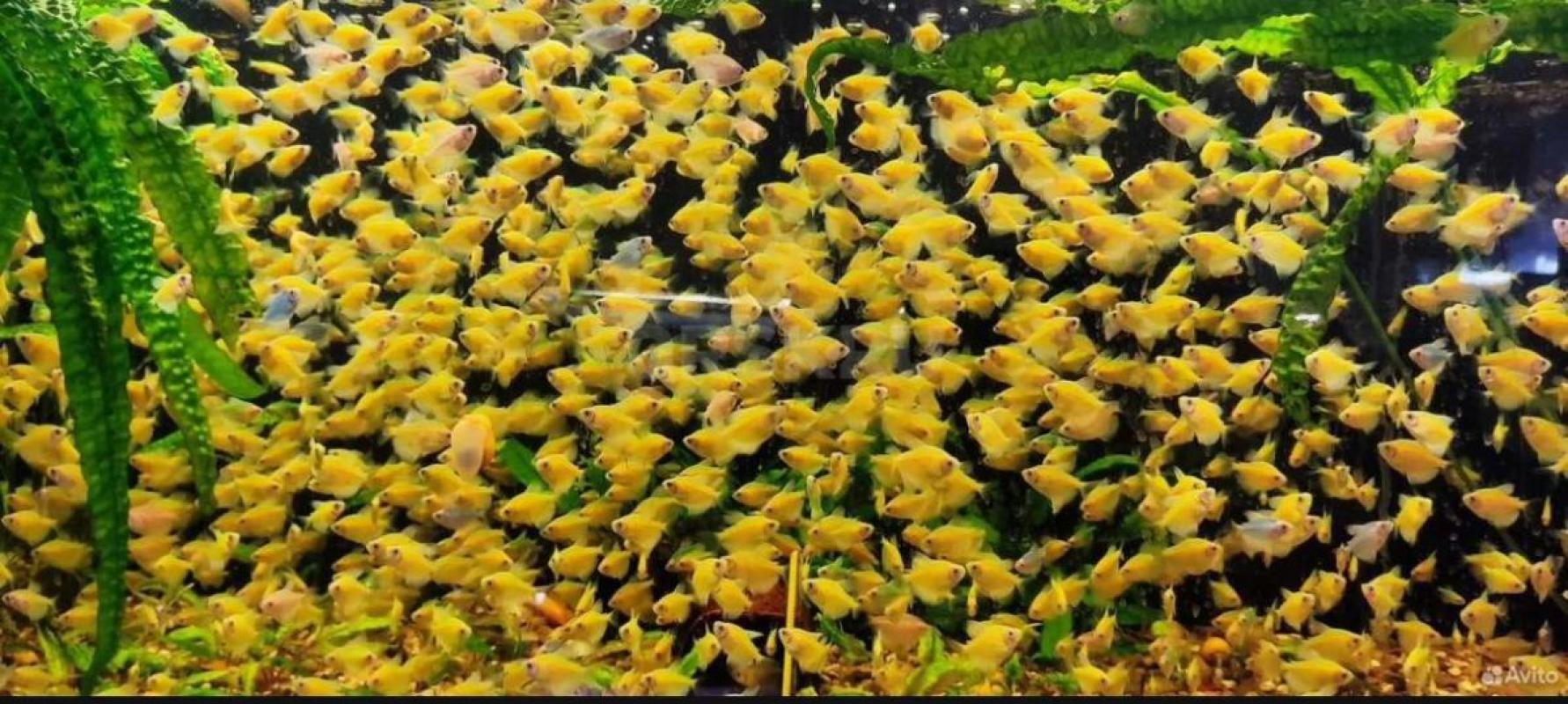 Аквариумная рыбка, аквариумы корма растения  разных видов тернеции 8 цветов 
Скалярии зелра , черны - Орск