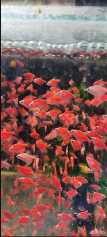 Аквариумная рыбка, аквариумы корма растения  разных видов тернеции 8 цветов 
Скалярии зелра , черны - Орск