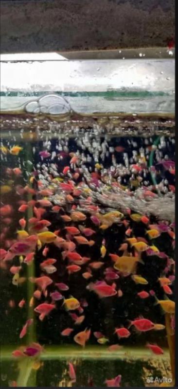 Аквариумная рыбка, аквариумы корма растения  разных видов тернеции 8 цветов 
Скалярии зелра , черны - Орск