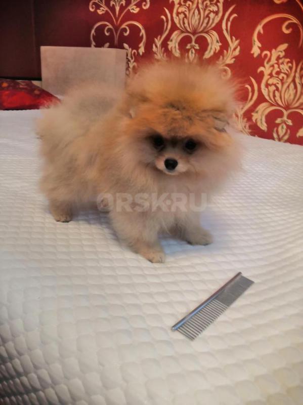 Продам щенков шпица, возраст с 2 мес и старше. - Орск