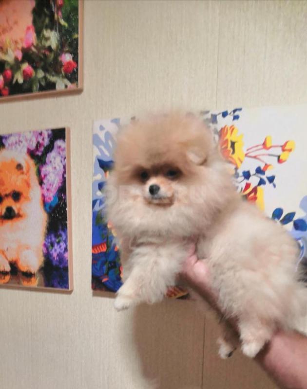 Продам щенков шпица, возраст с 2 мес и старше. - Орск