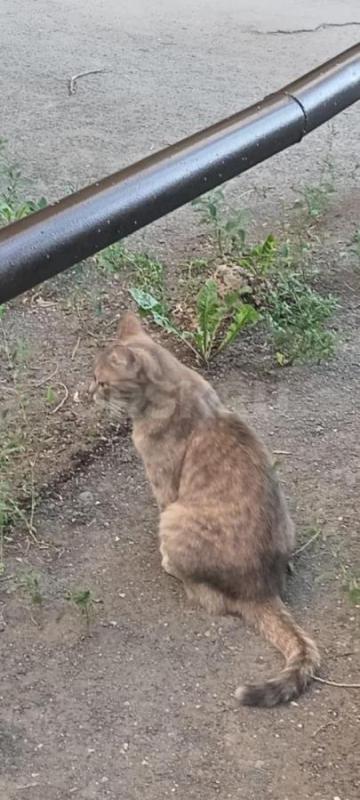 Пристраивается кошечка девочка, 3года,ласковая,стерильная,лучше в свой дом, так как любит гулять. - Орск