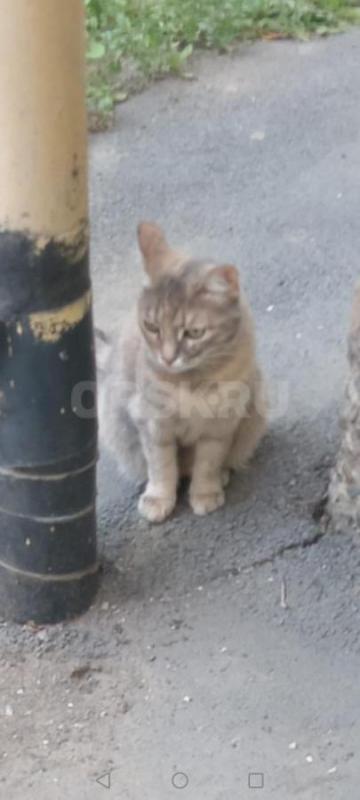 Пристраивается кошечка девочка, 3года,ласковая,стерильная,лучше в свой дом, так как любит гулять. - Орск