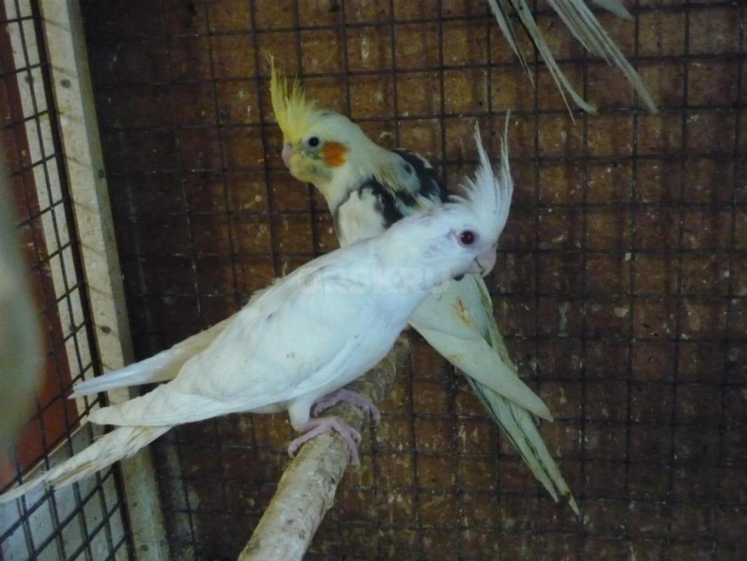 Продам молодых птенцов попугаев Корелл, местного разведения. - Орск