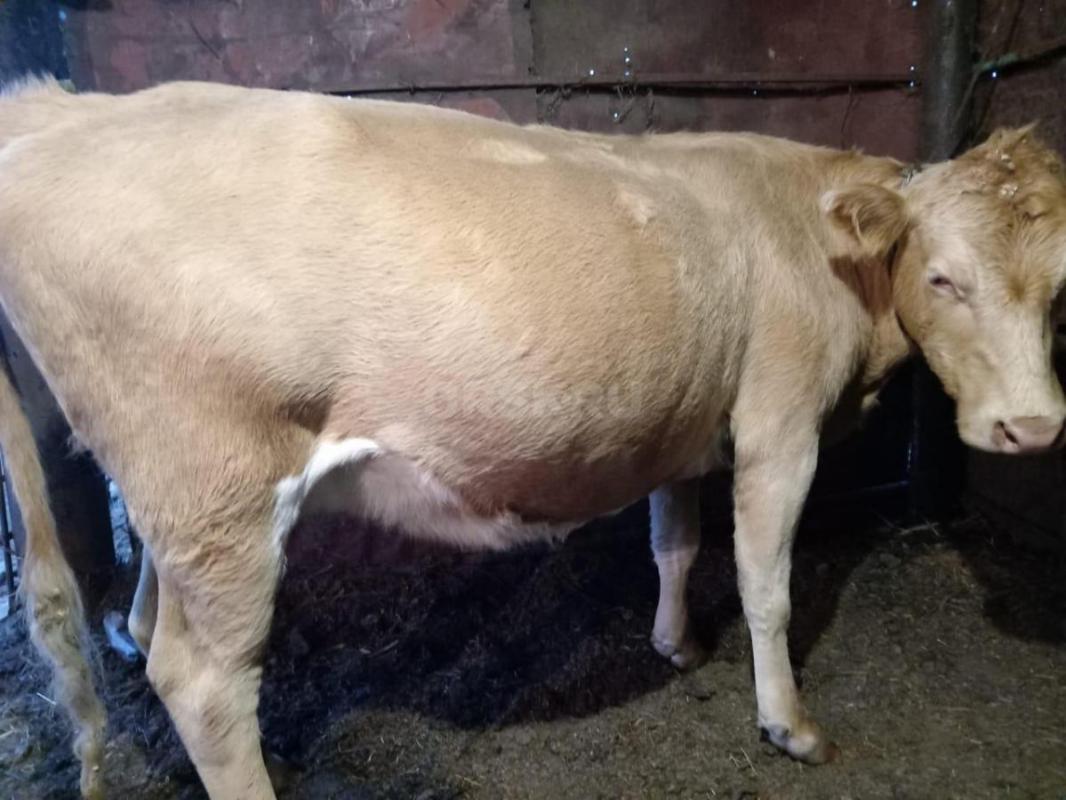 Продам дойных коров. - Ясный