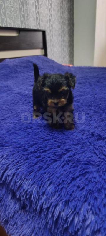 Открыта бронь, на щенков Йоркширского терьера, два мальчика стандарт, девочка Минни рождены 06.09.20 - Орск