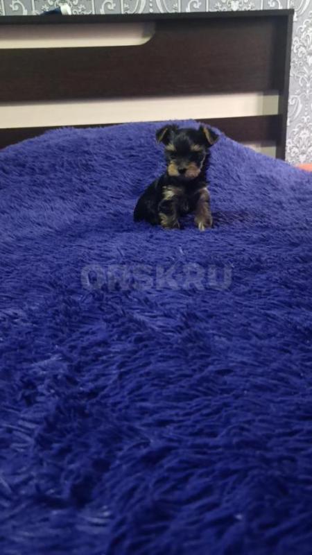 Открыта бронь, на щенков Йоркширского терьера, два мальчика стандарт, девочка Минни рождены 06.09.20 - Орск