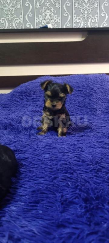 Открыта бронь, на щенков Йоркширского терьера, два мальчика стандарт, девочка Минни рождены 06.09.20 - Орск