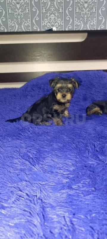 Открыта бронь, на щенков Йоркширского терьера, два мальчика стандарт, девочка Минни рождены 06.09.20 - Орск