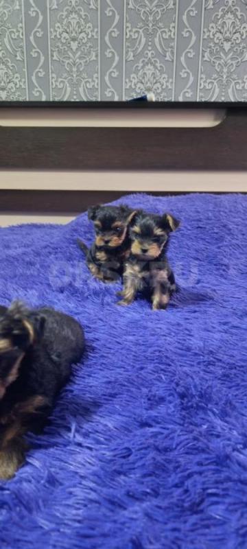 Открыта бронь, на щенков Йоркширского терьера, два мальчика стандарт, девочка Минни рождены 06.09.20 - Орск