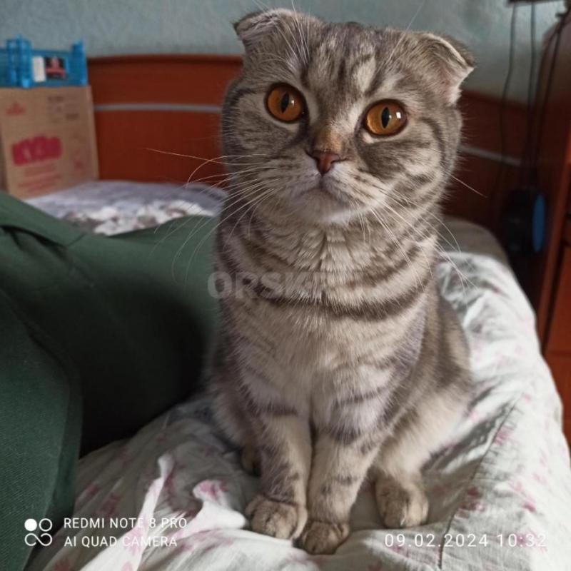 Красавица шотландская вислоухая кошечка ищет на вязку шотландского прямоухого котика.... - Орск
