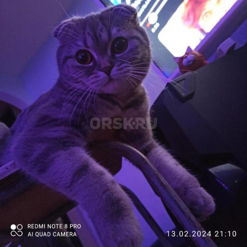 Красавица шотландская вислоухая кошечка ищет на вязку шотландского прямоухого котика.... - Орск