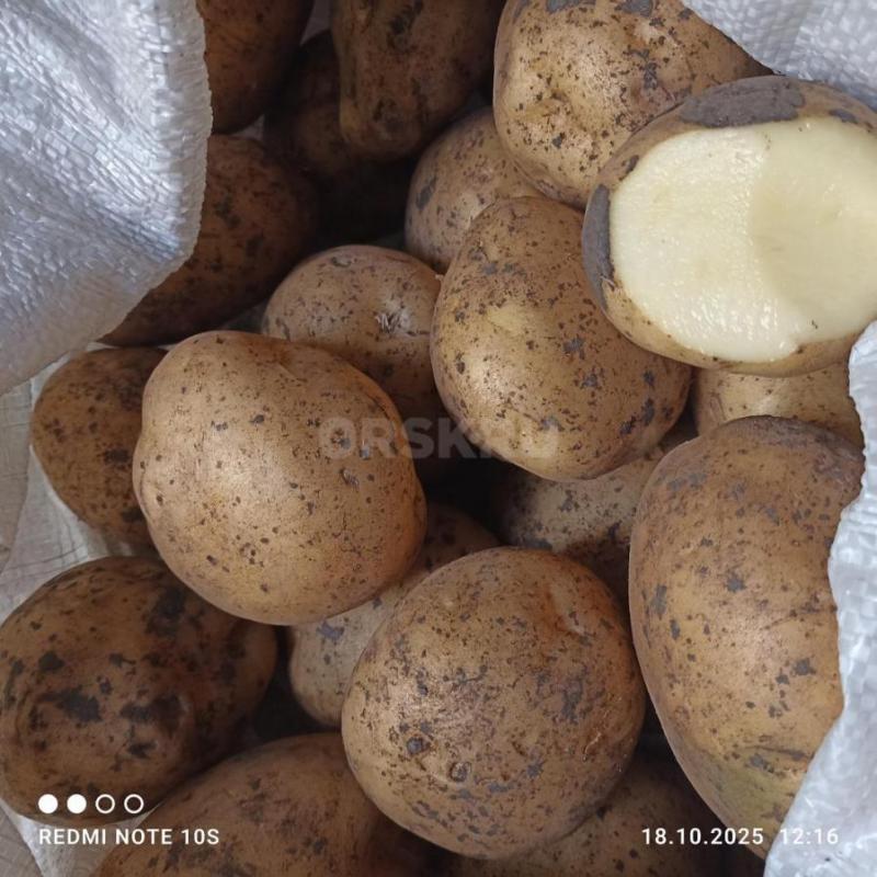 Продам домашний картофель, чистый, калиброванный  35-40руб за кг. - Орск