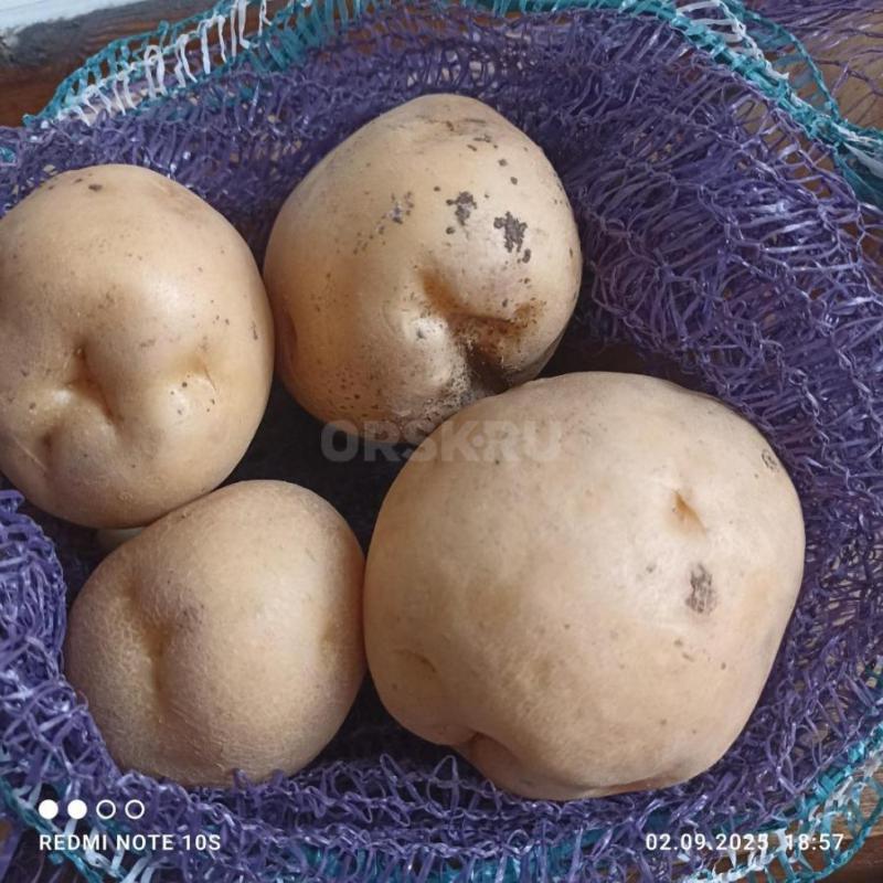 Продам домашний картофель, чистый, калиброванный  35-40руб за кг. - Орск