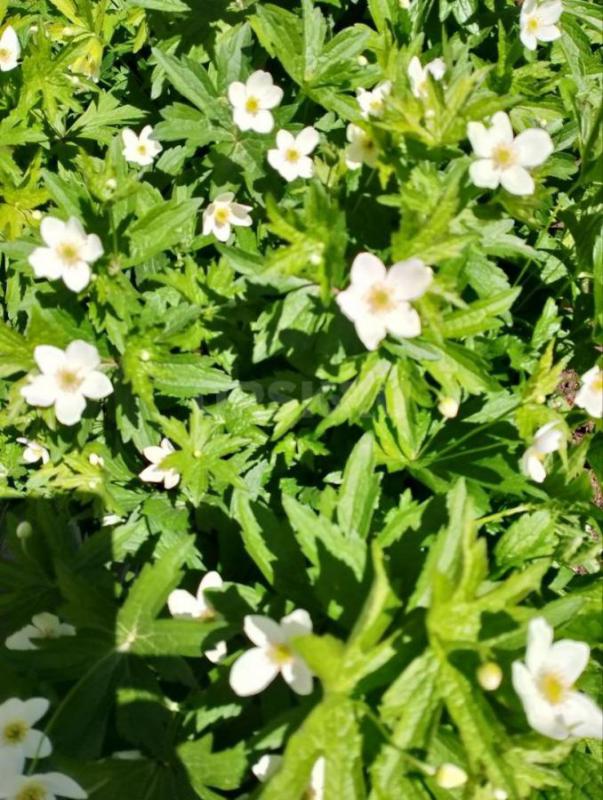 Многолетники- саженцы клематиса. - Орск