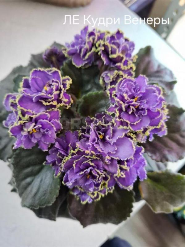 Продам детки и листовые черенки сортовых фиалок. - Орск