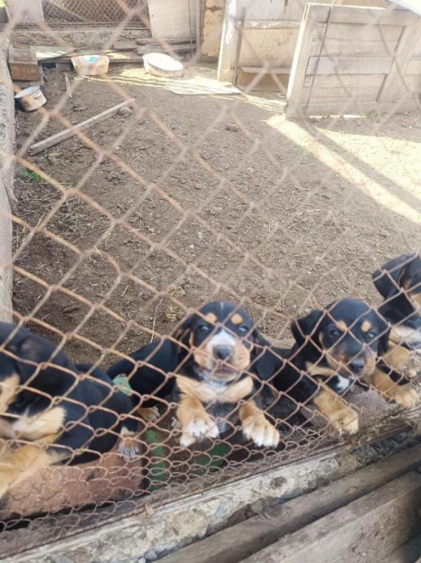 Щенки дворовой породы - Орск