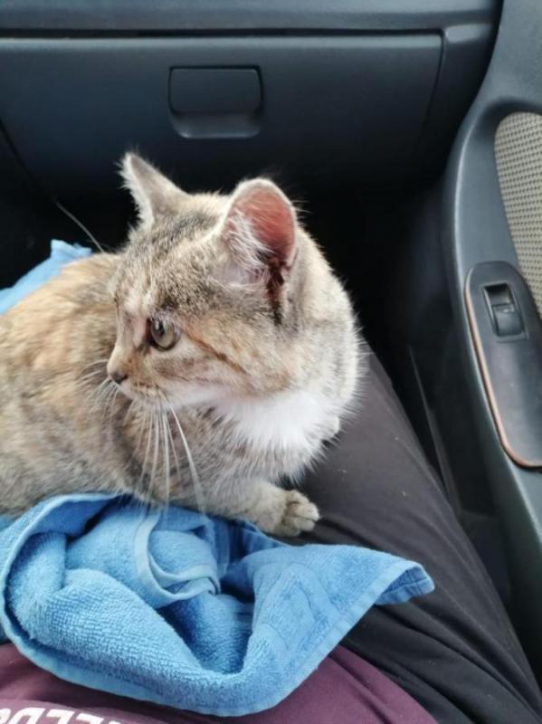 Кошечка в добрые и заботливые руки. - Орск