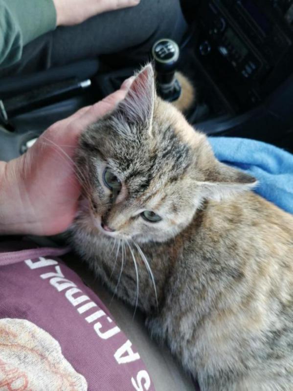 Кошечка в добрые и заботливые руки. - Орск