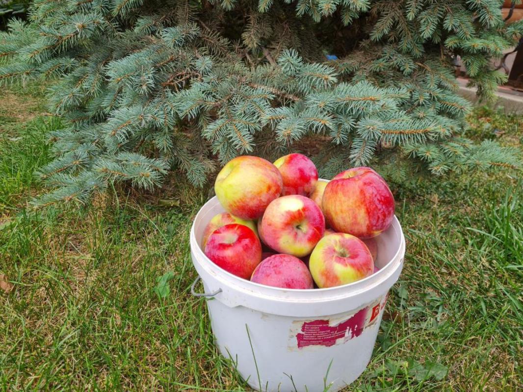 Продам саженцы яблони  &amp;quot;Макинтош&amp;quot;  зимний сорт, хранится до апреля. - Орск