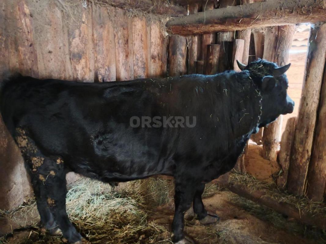 Продам молодняк КРС с Откорма. - Кваркено