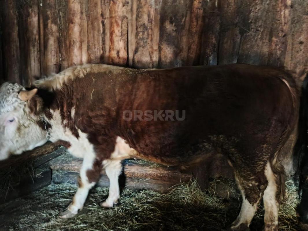 Продам молодняк КРС с Откорма. - Кваркено