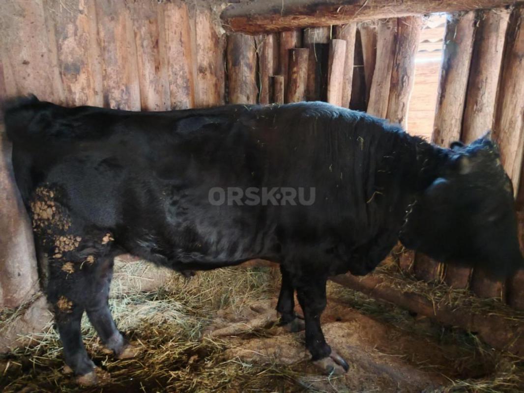 Продам молодняк КРС с Откорма. - Кваркено