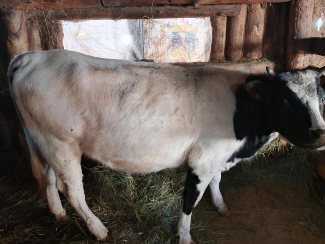 Продам молодняк КРС с Откорма. - Кваркено