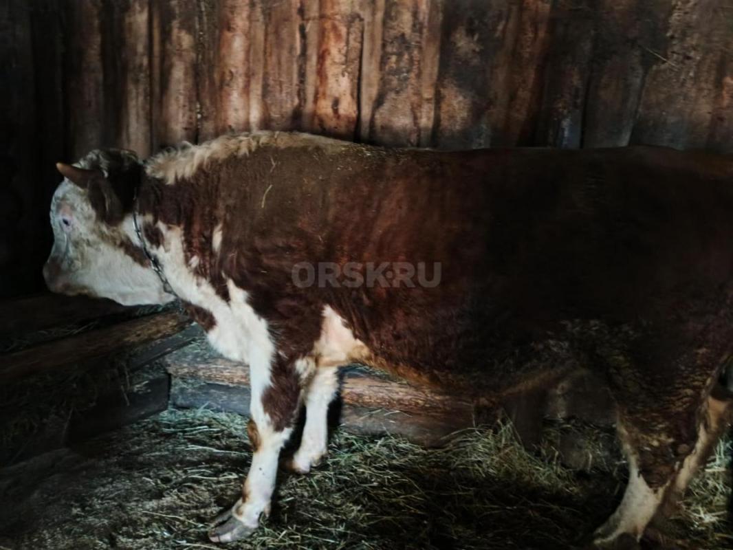 Продам молодняк КРС с Откорма. - Кваркено