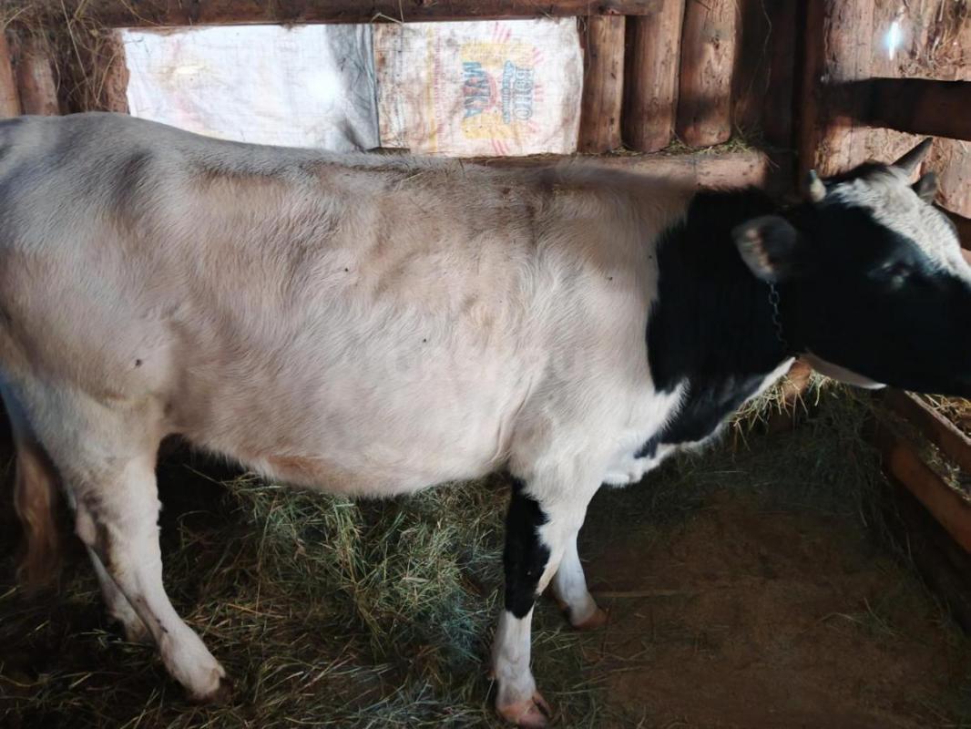 Продам молодняк КРС с Откорма. - Кваркено