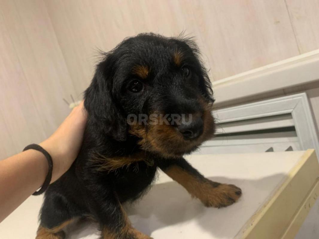 Предлагаются к продаже щенки ягдтерьера, метрики. - Орск