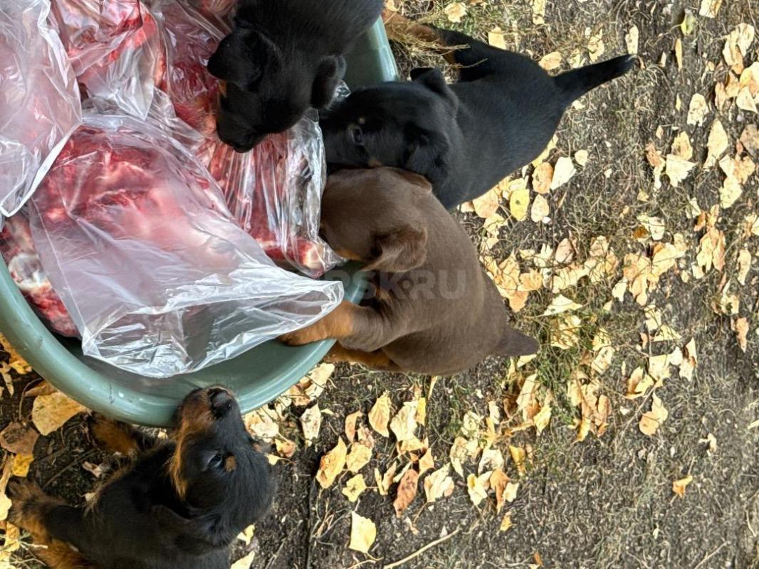Предлагаются к продаже щенки ягдтерьера, метрики. - Орск