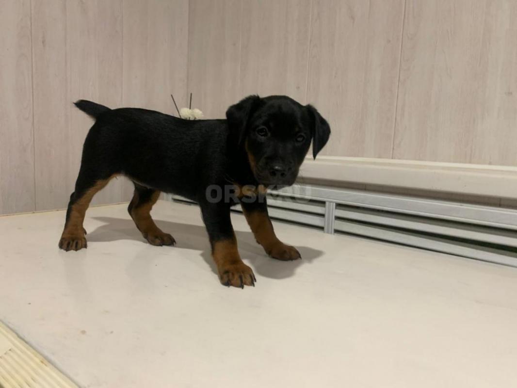 Предлагаются к продаже щенки ягдтерьера, метрики. - Орск