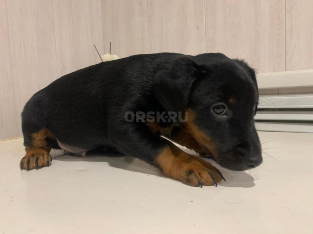 Предлагаются к продаже щенки ягдтерьера, метрики. - Орск