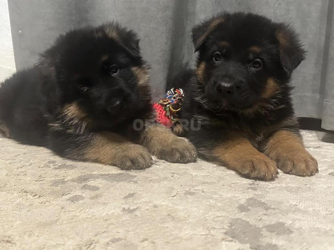 Жду самых лучших хозяев. - Орск