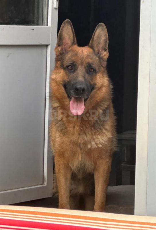 Жду самых лучших хозяев. - Орск