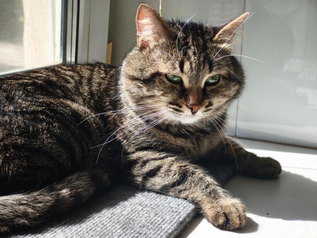 10.09.2025 пропал кот в районе Дворца Пионеров по адресу ул. - Орск