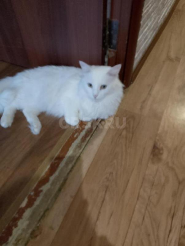 Две кошечки  спасены с улицы . - Орск