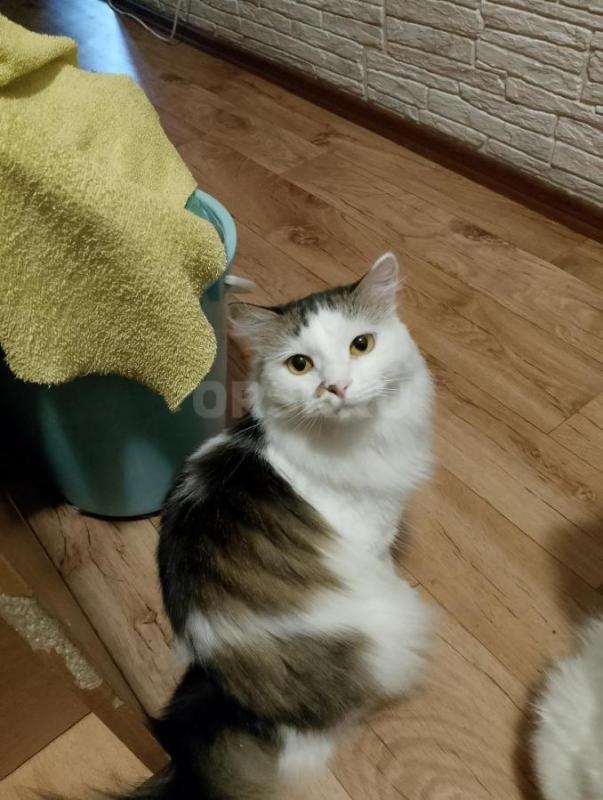 Две кошечки  спасены с улицы . - Орск